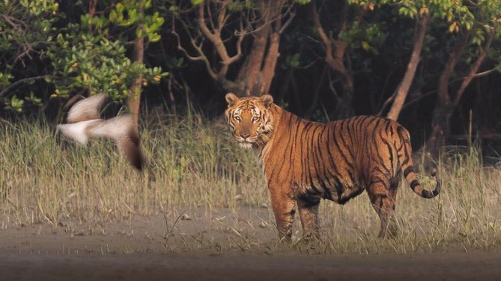 Best Places to Visit in December in India: কম খরচে ঘোরার প্ল্যান করছেন? দেখে নিন ভারতের সেরা 10 জায়গা 5 sundarbans travel