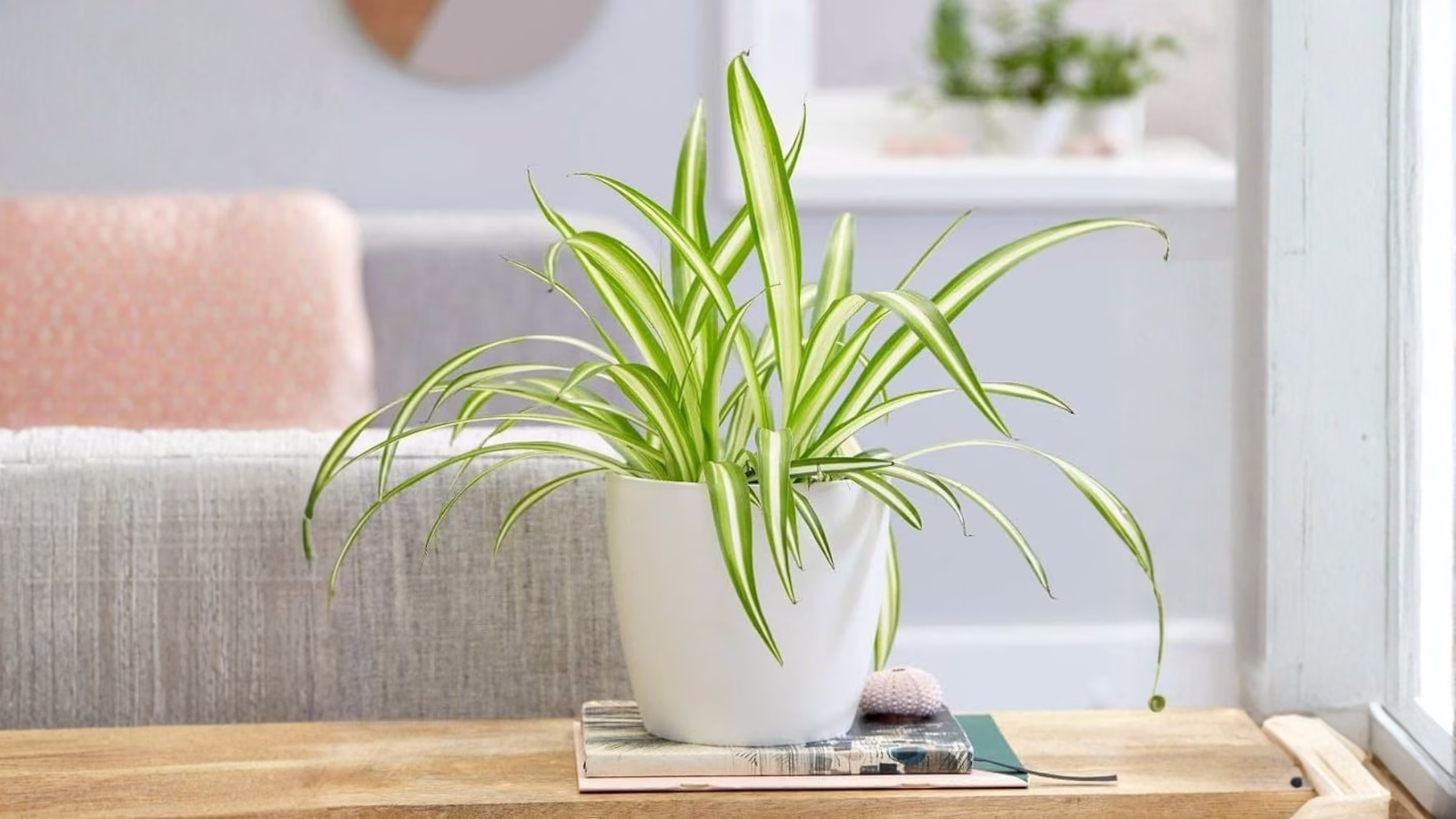Best Indoor Plants for Air Purification: দূষণ থেকে বাঁচাবে এই 500 টাকার গাছ, সুস্থ থাকতে আজই ঘরে রাখুন 5 best indoor plants for air purification