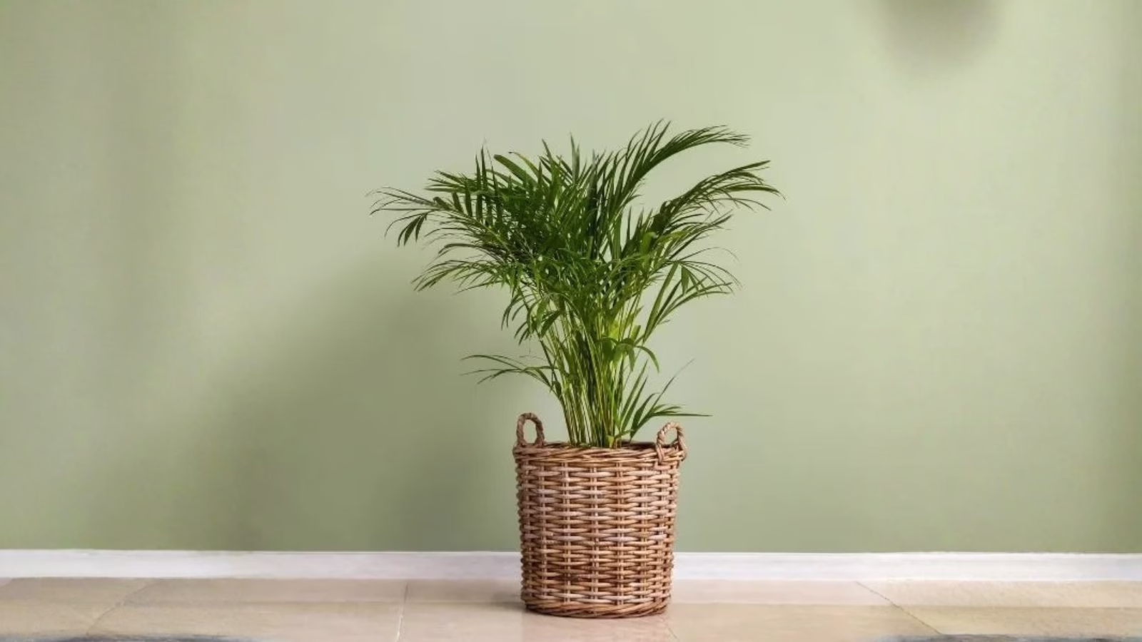 Best Indoor Plants for Air Purification: দূষণ থেকে বাঁচাবে এই 500 টাকার গাছ, সুস্থ থাকতে আজই ঘরে রাখুন 3 Best Indoor Plants for Air Purification