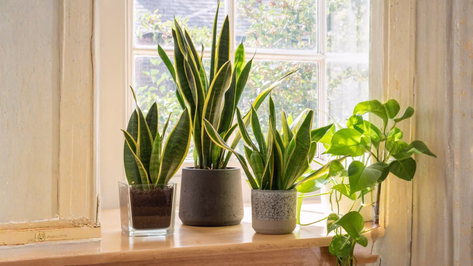 Best Indoor Plants for Air Purification: দূষণ থেকে বাঁচাবে এই 500 টাকার গাছ, সুস্থ থাকতে আজই ঘরে রাখুন 2 Air Pollution